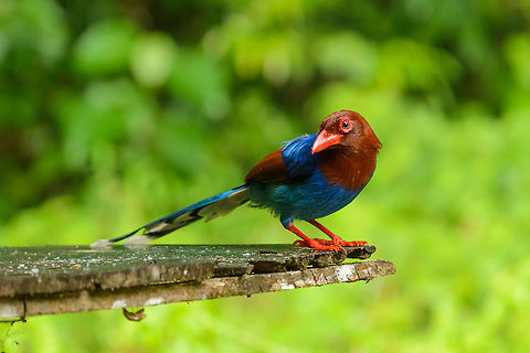 Sri Lanka Blue Magpie on feeding table, Sinharaja, Sri Lanka  Asia,Sinharaja,Sri Lanka,Sri Lanka blue magpie,Urocissa ornata