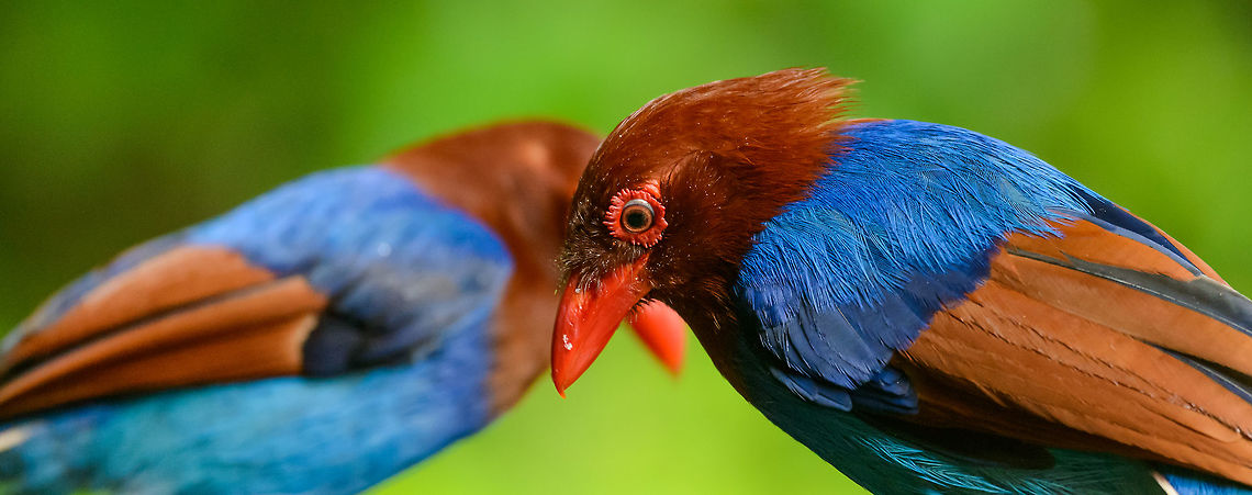 Sri Lanka Blue Magpies feeding - II, Sinharaja, Sri Lanka Taken from the feeding table in Sinharaja, Sri Lanka. Asia,Sinharaja,Sri Lanka,Sri Lanka blue magpie,Urocissa ornata