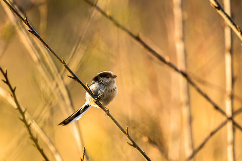 Long-tailed Tit during golden hour At the start of spring I came out of photography hibernation and went for my first small little macro walk of 2015. There weren't many insects or flowers, so I quickly got discouraged. I noticed some small active birds around the area, and out of boredom I tried to find it in the app I have on my phone. Having identified them as long-tailed tits, I then cursed myself for not taking my 80-400mm lens with me. However, as an experiment I tried playing this bird's call from the smartphone, and to my surprise, it worked extremely well. Several of these cuties approached me to check out the source of the call, however, still not close enough for a good capture.

Later that day I therefore returned with my zoom lens and repeated the experiment, and this time I was able to capture the above, as the last rays of light hit the fields of tall grass.

Note that I do not encourage or support the massive use of bird recordings. I was an experiment I plan to use in moderation. I used it in particular because I never photographed this species before. Results may also differ per species. The reason it works so well for this species is that they are incredibly social. They live and operate as a group, and will leave no bird behind. Thus, when hearing a call of their brothers and sisters, they probably come to see if it is ok. Aegithalos caudatus,Europe,Geotagged,Heesch,Long-tailed tit,Netherlands,Spring