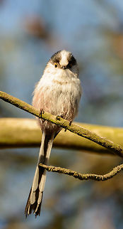 Curious Long-tailed Tit, Netherlands  Aegithalos caudatus,Europe,Geotagged,Heesch,Long-tailed tit,Netherlands,Spring