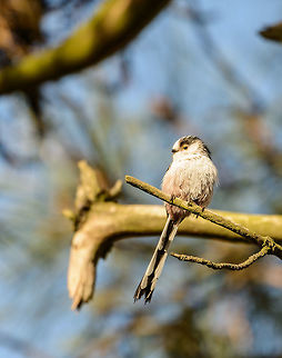 Long-tailed Tit in south of Netherlands  Aegithalos caudatus,Europe,Geotagged,Heesch,Long-tailed tit,Netherlands,Spring