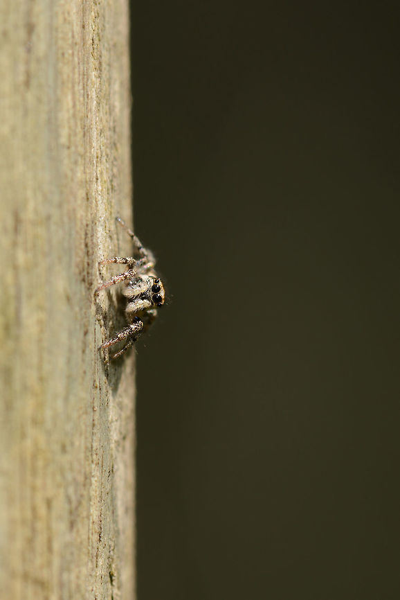 Zebra Spider in our garden, Netherlands Although listed as very common, and available amidst human settlement, this is the first time I encountered a zebra spider, perhaps because they are so tiny (5mm). This is a female that was being active on the side of a pole in our garden. Europe,Geotagged,Heesch,Macro,Netherlands,Salticus scenicus,Spring,Zebra spider