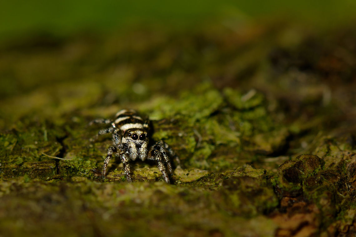 Closeup of a Zebra Spider in my garden The photo is rotated, it was walking on the side of a pole. Like all jumping spiders, these species do not spin a web, instead they hunt several other insects making use of their excellent visibility, tracking skills, and hydraulic legs that do the actual jumping. Europe,Geotagged,Heesch,Macro,Netherlands,Salticus scenicus,Spring,Zebra spider