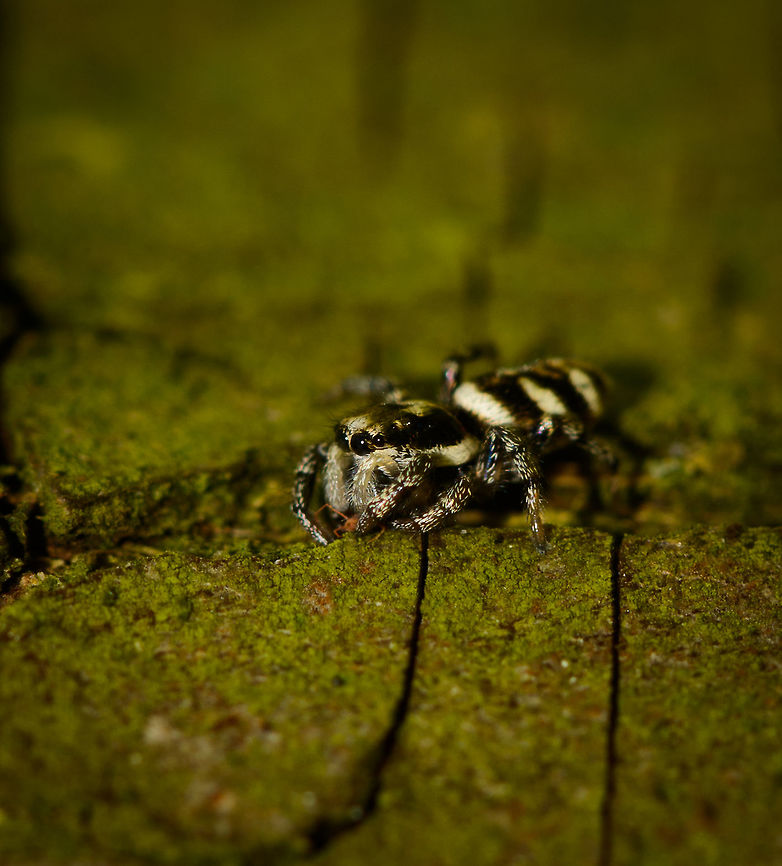 Zebra Spider feeding on aphid, Netherlands In this cropped and rotated shot, you can see that despite being only 5mm in size, this Zebra spider is still a giant amidst other insects, such as this unfortunate aphid. This zebra spider is a female. Europe,Geotagged,Heesch,Macro,Netherlands,Salticus scenicus,Spring,Zebra spider