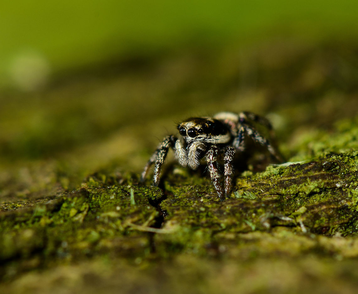 Sideview closeup of a Zebra Spider  Europe,Geotagged,Heesch,Macro,Netherlands,Salticus scenicus,Spring,Zebra spider