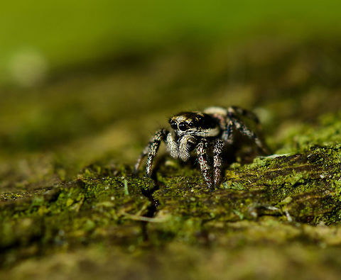 Sideview closeup of a Zebra Spider  Europe,Geotagged,Heesch,Macro,Netherlands,Salticus scenicus,Spring,Zebra spider