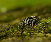 Sideview closeup of a Zebra Spider  Europe,Geotagged,Heesch,Macro,Netherlands,Salticus scenicus,Spring,Zebra spider