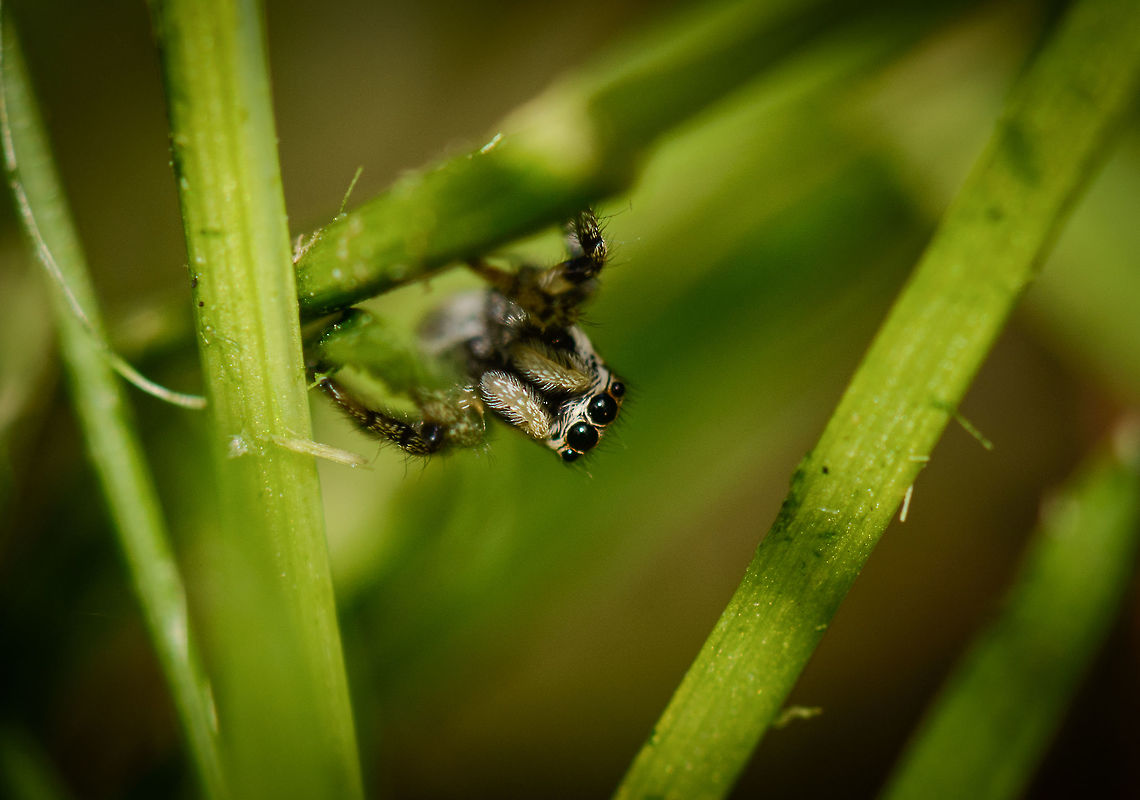 Zebra Spider acrobat I&#039;m always full of joy when finding a jumping spider, as it is a favorite macro subject, and I don&#039;t see them often. However, it&#039;s very hard to keep track of them. This one jumped from a pole into our garden onto the lawn, where I was able to find it again. Up, down, sideways are all no issue for this spider. Europe,Geotagged,Heesch,Macro,Netherlands,Salticus scenicus,Spring,Zebra spider