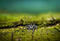 Theatrical Jumper The Zebra Spider is known to have unique behavior amidst other jumping spiders. It is aware of humans and behaves differently when knowing it is observed. In particular, it lifts its head. I think I caught one of such moments in this photo. "Salticus scenicus" literally means Theatrical Jumper, and is not related to its common name, which describes the pattern on its abdomen.<br />
<br />
Other theatrical behavior of this species is the courtship dance where they wave their legs and pump their abdomen. This is a female, however, who would only observe the dance. Europe,Geotagged,Heesch,Macro,Netherlands,Salticus scenicus,Spring,Zebra spider