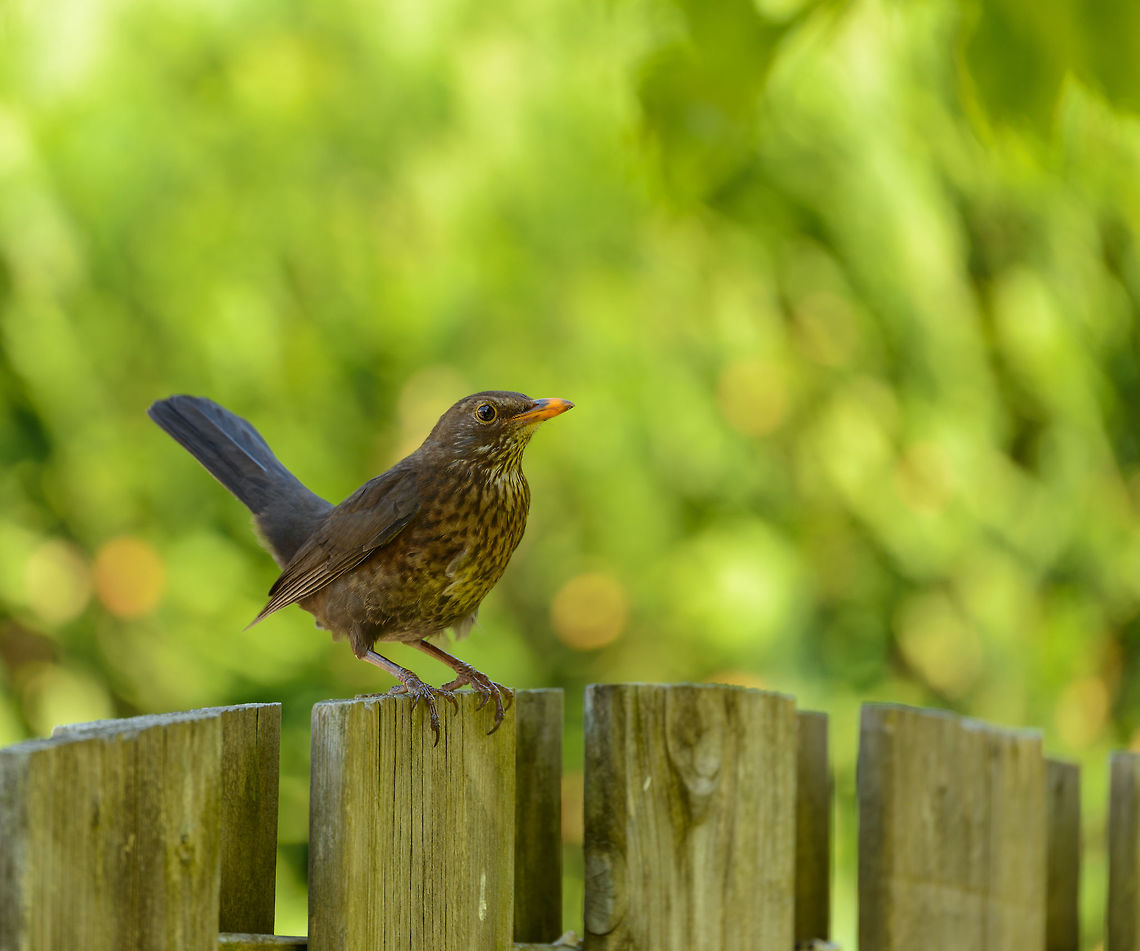 Our cat's worst enemy Meet our neighborhood menace. This female Blackbird is nesting somewhere close to our garden and is taken her duty as a mother very serious. Every time our cat makes an appearance in our backyard, she sits on this fence non-stop squeaking. It is extremely loud and annoying. Every minute or so she even launches a fake attack on our cat, flying straight at it, and then only making a turn at the last second. <br />
<br />
What's worse, she is growing in boldness. She isn't afraid of me anymore either, only when I come within touching distance will she flee. And she's come down the fence squeaking on the lawn only 2 meters away from our cat. She's even squeaking at our cat when he's inside, right from the edge of the outside window. And if our cat moves to the street, the front of the house, she'll fly over the roof and launch her non-stop squeaking from there.<br />
<br />
For several weeks, our cat couldn't go anywhere without being harassed non-stop. The verbal violence is now over, likely because the nest hatched. Yet she still feels she owns our backyard, as she made very clear when she picks earth worms from right behind my back when I am working in the garden. <br />
<br />
All is forgiven, lady blackbird. Common Blackbird,Europe,Geotagged,Heesch,Netherlands,Spring,Turdus merula