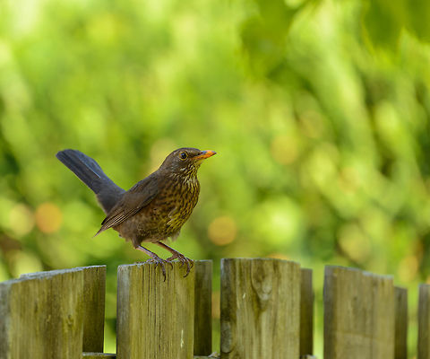 Our cat's worst enemy Meet our neighborhood menace. This female Blackbird is nesting somewhere close to our garden and is taken her duty as a mother very serious. Every time our cat makes an appearance in our backyard, she sits on this fence non-stop squeaking. It is extremely loud and annoying. Every minute or so she even launches a fake attack on our cat, flying straight at it, and then only making a turn at the last second. 

What's worse, she is growing in boldness. She isn't afraid of me anymore either, only when I come within touching distance will she flee. And she's come down the fence squeaking on the lawn only 2 meters away from our cat. She's even squeaking at our cat when he's inside, right from the edge of the outside window. And if our cat moves to the street, the front of the house, she'll fly over the roof and launch her non-stop squeaking from there.

For several weeks, our cat couldn't go anywhere without being harassed non-stop. The verbal violence is now over, likely because the nest hatched. Yet she still feels she owns our backyard, as she made very clear when she picks earth worms from right behind my back when I am working in the garden. 

All is forgiven, lady blackbird. Common Blackbird,Europe,Geotagged,Heesch,Netherlands,Spring,Turdus merula