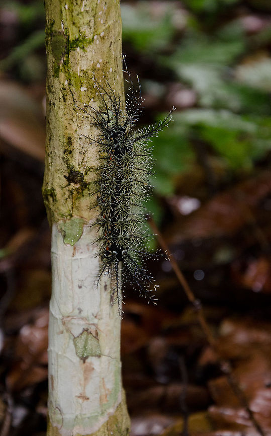 Giant Silkworm Moth Caterpillar (Lonomia obliqua) climbs tree Not in this particular case, but often these highly venemous caterpillars blend in with the tree background, causing unexpecting tourists to touch them when they lean against a tree. The result is severe pain, and even death in the worst case. Amazon,Brazil,Caterpillar,Geotagged,Giant Silkworm Moth,Insects,Lonomia obliqua,Moth