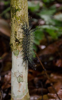Giant Silkworm Moth Caterpillar (Lonomia obliqua) climbs tree Not in this particular case, but often these highly venemous caterpillars blend in with the tree background, causing unexpecting tourists to touch them when they lean against a tree. The result is severe pain, and even death in the worst case. Amazon,Brazil,Caterpillar,Geotagged,Giant Silkworm Moth,Insects,Lonomia obliqua,Moth