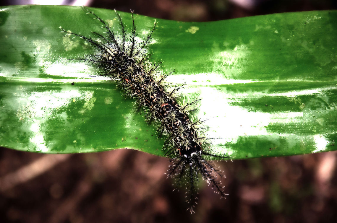 Spiny Caterpillar near Amazon lodge Listed as the world's most deadliest catterpillar, or "Assassin Caterpillar", this is not a bug to mess with. It's main body color is black, it has about the length of a male human hand. It has yellow feet and red spots on its body. The spikes at the head and tails are several centimers long. <br />
<br />
One of our fellow travellers stepped into one and cried. With the help of the identification of Joost Thissen that incident is not as funny as it was back then, the man should have gotten medical treatment.<br />
<br />
This one was found at the Amazon village, a lodge near Manaus, Brazil. Amazon,Brazil,Caterpillar,Geotagged,Giant Silkworm Moth,Insects,Lonomia obliqua,Moth