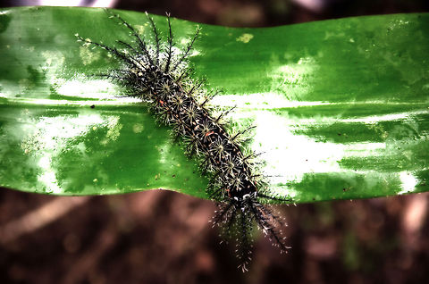 Spiny Caterpillar near Amazon lodge Listed as the world's most deadliest catterpillar, or "Assassin Caterpillar", this is not a bug to mess with. It's main body color is black, it has about the length of a male human hand. It has yellow feet and red spots on its body. The spikes at the head and tails are several centimers long. 

One of our fellow travellers stepped into one and cried. With the help of the identification of Joost Thissen that incident is not as funny as it was back then, the man should have gotten medical treatment.

This one was found at the Amazon village, a lodge near Manaus, Brazil. Amazon,Brazil,Caterpillar,Geotagged,Giant Silkworm Moth,Insects,Lonomia obliqua,Moth