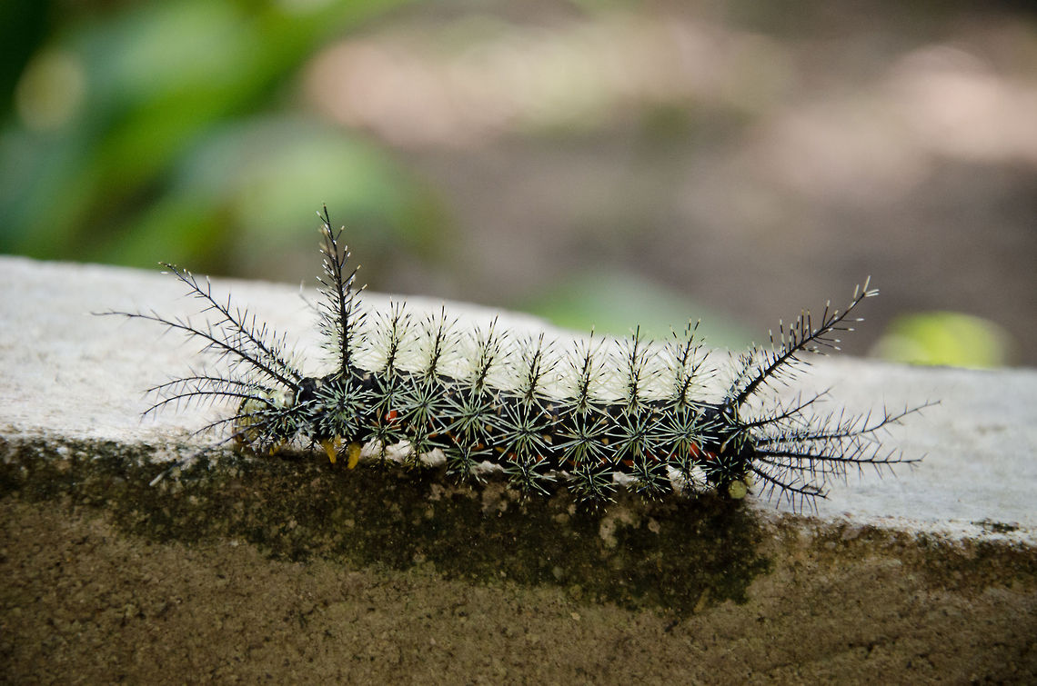 Giant Silkworm Moth Caterpillar (Lonomia obliqua) Listed as the world&#039;s most deadliest catterpillar, or &quot;Assassin Caterpillar&quot;, this is not a bug to mess with. It&#039;s main body color is black, it has about the length of a male human hand. It has yellow feet and red spots on its body. The spikes at the head and tails are several centimers long. <br />
<br />
One of our fellow travellers stepped into one and cried. With the help of the identification of Joost Thissen that incident is not as funny as it was back then, the man should have gotten medical treatment.<br />
<br />
This one was found at the Amazon village, a lodge near Manaus, Brazil. Amazon,Brazil,Caterpillar,Geotagged,Giant Silkworm Moth,Insects,Lonomia obliqua,Moth,moth week 2018