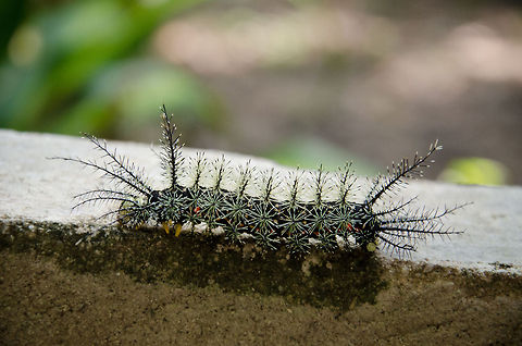 Giant Silkworm Moth Caterpillar (Lonomia obliqua) Listed as the world's most deadliest catterpillar, or "Assassin Caterpillar", this is not a bug to mess with. It's main body color is black, it has about the length of a male human hand. It has yellow feet and red spots on its body. The spikes at the head and tails are several centimers long. 

One of our fellow travellers stepped into one and cried. With the help of the identification of Joost Thissen that incident is not as funny as it was back then, the man should have gotten medical treatment.

This one was found at the Amazon village, a lodge near Manaus, Brazil. Amazon,Brazil,Caterpillar,Geotagged,Giant Silkworm Moth,Insects,Lonomia obliqua,Moth,moth week 2018