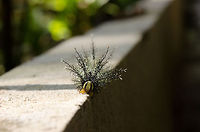 Giant Silkworm Moth Caterpillar (Lonomia obliqua) front view This photo of the so-called "Assassin Caterpillar" shows the proportions of the enormous spikes compared to the head. With the bug only inches away from my head, I didn't realize back then that it was deadly. Ignorance is bliss :) Amazon,Brazil,Caterpillar,Geotagged,Giant Silkworm Moth,Insects,Lonomia obliqua,Moth