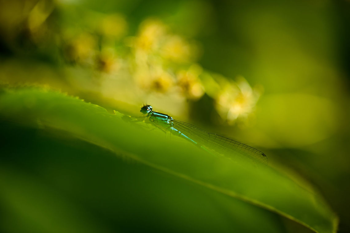 Azure Damselfly resting on leaf, Heesch, Netherlands  Azure Damselfly,Coenagrion puella,Europe,Geotagged,Heesch,Macro,Netherlands,Spring