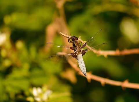 Male Broad-bodied Chaser This one kept returning to this same branch, even after I scared it off initially.  Broad-bodied chaser,Europe,Geotagged,Heesch,Libellula depressa,Macro,Netherlands,Spring