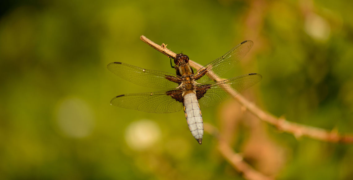 Backside closeup of male Broad-bodied Chaser  Broad-bodied chaser,Europe,Geotagged,Heesch,Libellula depressa,Macro,Netherlands,Spring
