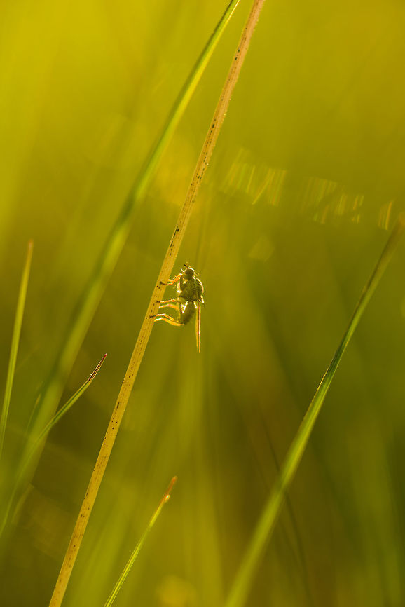 Golden Dung Fly during golden hour Captured against the light. Europe,Geotagged,Golden dung fly,Heesch,Macro,Netherlands,Scathophaga stercoraria,Spring