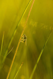 Golden Dung Fly during golden hour Captured against the light. Europe,Geotagged,Golden dung fly,Heesch,Macro,Netherlands,Scathophaga stercoraria,Spring