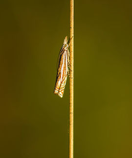 Crambus lathoniellus resting on grass Omnipresent in my area in the spring and summer, with almost any step you make in a grass field, one of these flies away. They are tiny and don't look very interesting from a normal viewing distance, but I think they're quite beautiful up close. Their coat seems golden and highly reflective. Crambus lathoniellus,Europe,Geotagged,Heesch,Macro,Netherlands,Spring