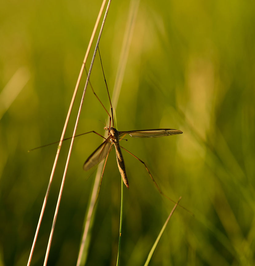 Crane fly at sunset Settling for the night. Scary in appearance, but really a clumsy slow insect that is harmless. I&#039;m not entirely sure on the exact species of crane fly. Europe,Geotagged,Heesch,Macro,Netherlands,Spring,Tipula oleracea