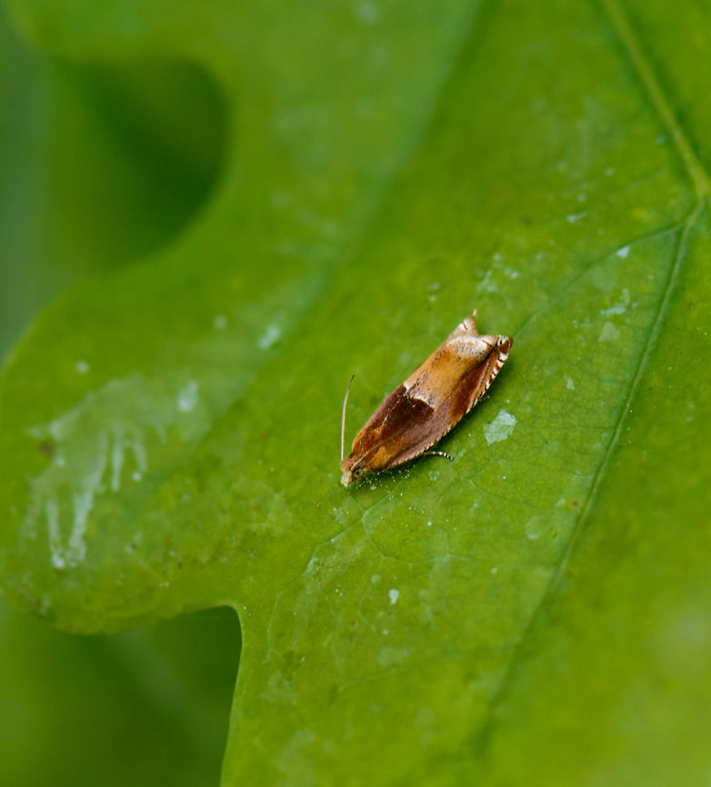 Ancylis mitterbachiana on oak leaf, Netherlands I had all my stuff packed and was ready to leave when I saw this tiny moth. Upon having a closer look, I noticed it had quite an interesting pattern, so I rushed to take this poor shot. Ancylis mitterbachiana,Europe,Geotagged,Heesch,Macro,Netherlands,Spring