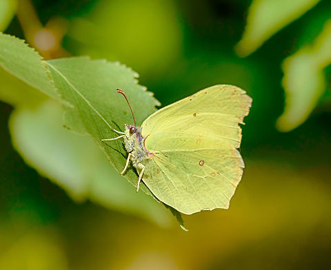 Common Brimstone sideview on leaf, Netherlands They are called "Lemon Butterflies" in dutch, named after the bright yellow males.  Common Brimstone,Europe,Gonepteryx rhamni,Heesch,Macro,Netherlands
