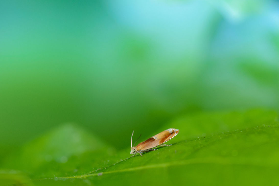 Ancylis mitterbachiana on oak leaf - side view, Netherlands  Ancylis mitterbachiana,Europe,Geotagged,Heesch,Macro,Netherlands,Spring