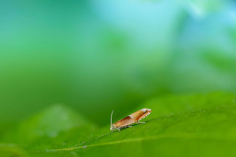 Ancylis mitterbachiana on oak leaf - side view, Netherlands Ancylis mitterbachiana,Europe,Geotagged,Heesch,Macro,Netherlands,Spring
