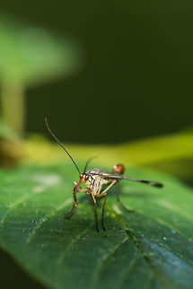 Common Scorpionfly, front view Quite a freaky insect. In my experience, they are often found in the shade, not in the direct sun. Common scorpionfly,Heesch,Panorpa communis
