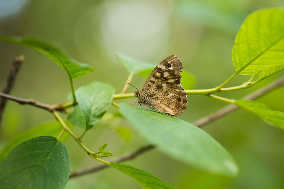 Speckled Wood side view, the Netherlands Fun fact: their eggs are transparent, one can see the embryo of the unborn caterpillar:<br />
<a href="https://nl.wikipedia.org/wiki/Bont_zandoogje#/media/File:Pararge_aegeria_egg_with_embryo.jpg" rel="nofollow">https://nl.wikipedia.org/wiki/Bont_zandoogje#/media/File:Pararge_aegeria_egg_with_embryo.jpg</a> Heesch,Pararge aegeria,Speckled Wood,The Netherlands