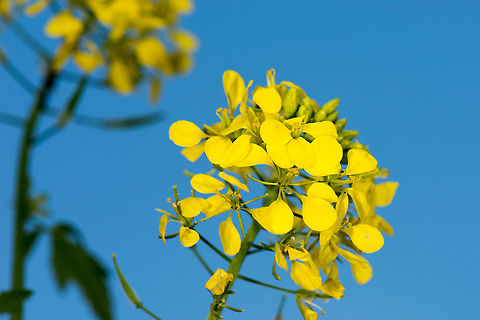 Closeup of Charlock A few months ago, I cleared a small patch in my garden. Next, I planted a mix of seeds of 37 wild flowers. The idea was for this to become an unmanaged part of the garden, letting these flowers (and the insects they attract) flourish. It's both a joy for myself (macro photography in my own yard) as a service to nature, letting bees do their useful work. 

The chaotic wild growth is not something most people can appreciate, but I'm OK with that. This wildflower was the first to come up above the soil. In fact, it dominated the patch of soil with dozens of plants reaching over 1m in height, taking away the light of competing plants. However, its dominance is also its weakness, because a bit of wind will snap them instantly. They will keep growing after that, only horizontally :) Geotagged,Heesch,Macro Garden,Netherlands,Sinapis arvensis,Spring