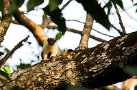Pied Tamarin (Saguinus bicolor) The night before this shot was taken, our guide spoke of a mystical "bat monkey", half monkey, half bat. As he was drinking, I thought he was kidding, but I decided to push my luck anyway and got up real early the next morning to visit an area of fruit trees, where there'd be a tiny chance to spot them. <br />
<br />
There was no need for that though. A troup of five was right above me as I got out of our lodge. They were travelling across the high tree tops very fast and I got frustrated for only shooting blurry photos and the leafs and trees blocking a good view.<br />
<br />
Until I got lucky, almost out of sight, for a split second one of them turned around to look back at me. Here it is, the bat monkey, or Pied Tamarin. Extremely rare and almost extinct. Furry, a bat's face and claws and a long tail. Zoom in to see its bizarre face. Amazon,Brazil,Geotagged,Monkeys,Pied Tamarin,Saguinus bicolor