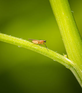 Small Grass Fly on plant in my garden  Geotagged,Heesch,Lonchoptera bifurcata,Macro Garden,Netherlands,Small Grass Fly,Spring