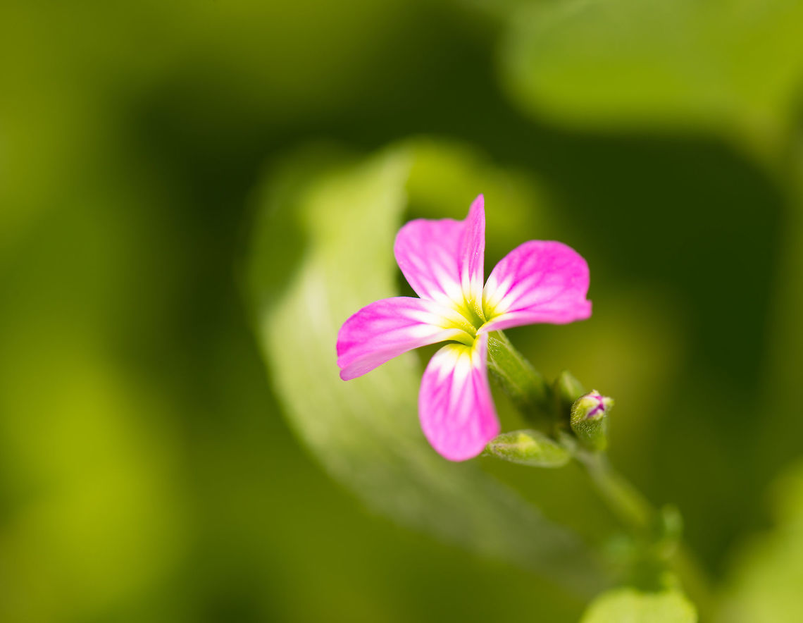 Malcolmia maritima, Netherlands A small pink flower with 4 leafs and a white/green core, as taken in my garden. Geotagged,Heesch,Macro Garden,Malcolmia maritima,Netherlands,Spring,Virginia stock