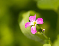 Malcolmia maritima, Netherlands A small pink flower with 4 leafs and a white/green core, as taken in my garden. Geotagged,Heesch,Macro Garden,Malcolmia maritima,Netherlands,Spring,Virginia stock