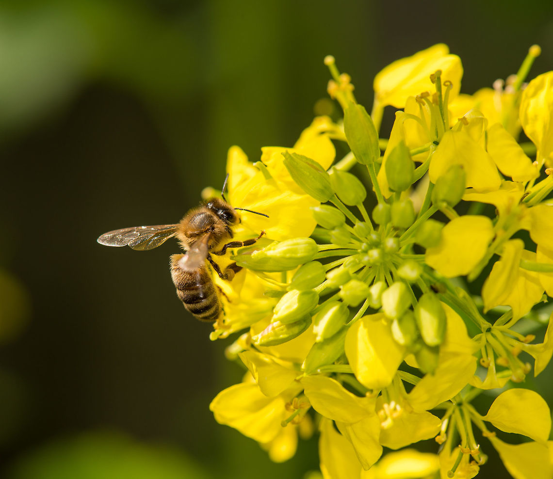 Large bee on Charlock Normally, bees hardly attend our garden. It is part of a bigger national bee crisis. This year I planted a mix of 37 wild flowers and attached a bee "hotel" in the corner. The result is several dozen bees who are very busy pollinating the flowers for over 2 months now, a joy to watch. The cost of this little help to nature: less than 10 euro. Charlock,Geotagged,Heesch,Macro Garden,Netherlands,Sinapis arvensis,Spring
