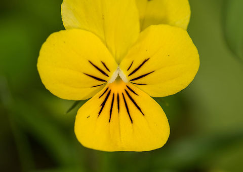 Mountain pansy in my garden Geotagged,Heesch,Macro Garden,Mountain pansy,Netherlands,Spring,Viola lutea