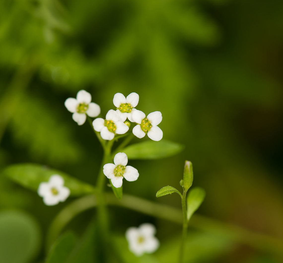 Tiny white flowers in my garden Very small, but beautiful up close. 4 leafs, yellow stamen. Geotagged,Heesch,Lobularia maritima,Macro Garden,Netherlands,Spring,Sweet alyssum
