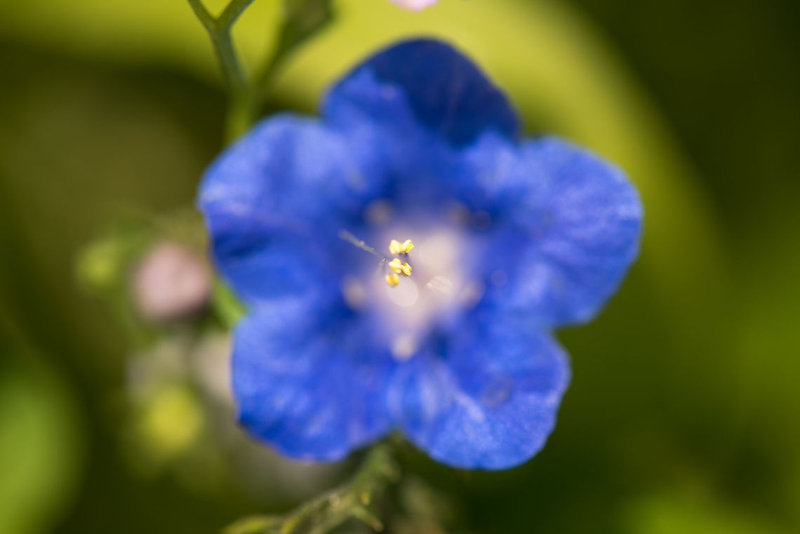 Phacelia campanularia, Netherlands Cultivated. Desert Canterbury bells,Geotagged,Heesch,Macro Garden,Netherlands,Phacelia campanularia,Spring