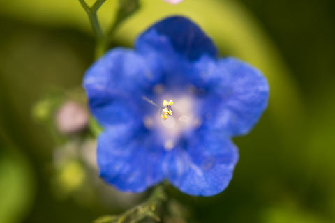 Phacelia campanularia, Netherlands Cultivated. Desert Canterbury bells,Geotagged,Heesch,Macro Garden,Netherlands,Phacelia campanularia,Spring