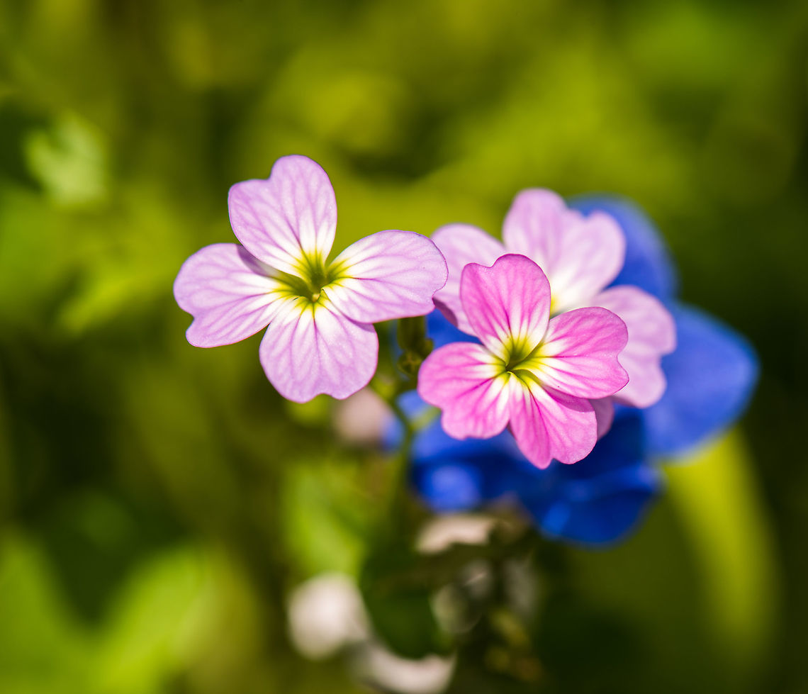 Malcolmia maritima in my garden, Netherlands 4 petals, white/green core. Geotagged,Heesch,Macro Garden,Malcolmia maritima,Netherlands,Spring,Virginia stock