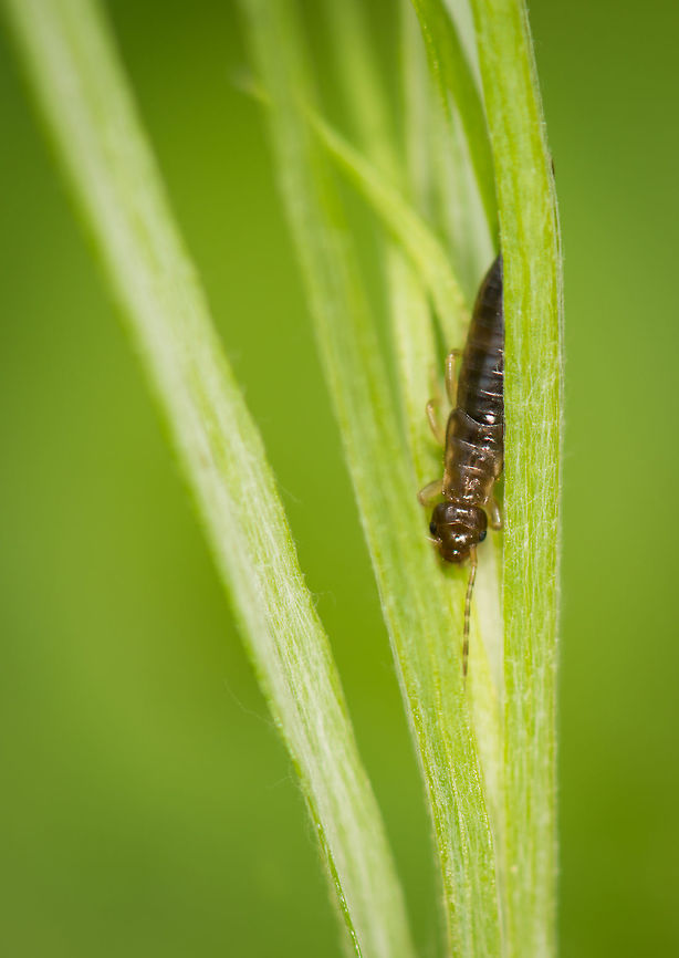 Common Earwig in my garden Smartly hiding inside some leafs. Forficula auricularia,Geotagged,Heesch,Macro Garden,Netherlands,Spring