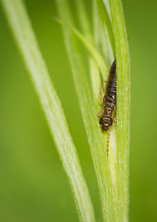 Common Earwig in my garden Smartly hiding inside some leafs. Forficula auricularia,Geotagged,Heesch,Macro Garden,Netherlands,Spring