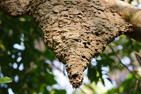 Termite mound on tree I am not exactly sure what this is, likely a termite mound. Amazon,Brazil,Geotagged,termite mound