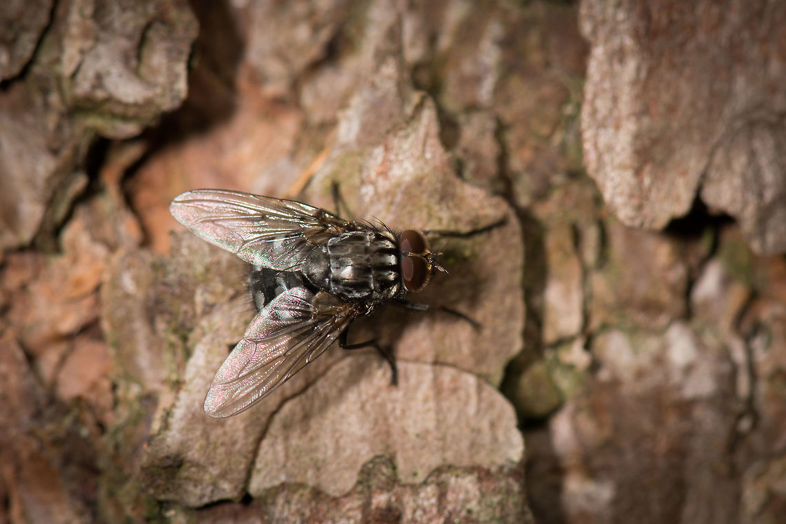Autumn Housefly on berk tree, Heeswijk forests, Netherlands  Autumn house fly,Geotagged,Heeswijk-Dinther,Musca autumnalis,Netherlands,Spring